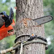Abattage d'arbres 45 Loiret